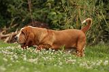 BASSET HOUND 111